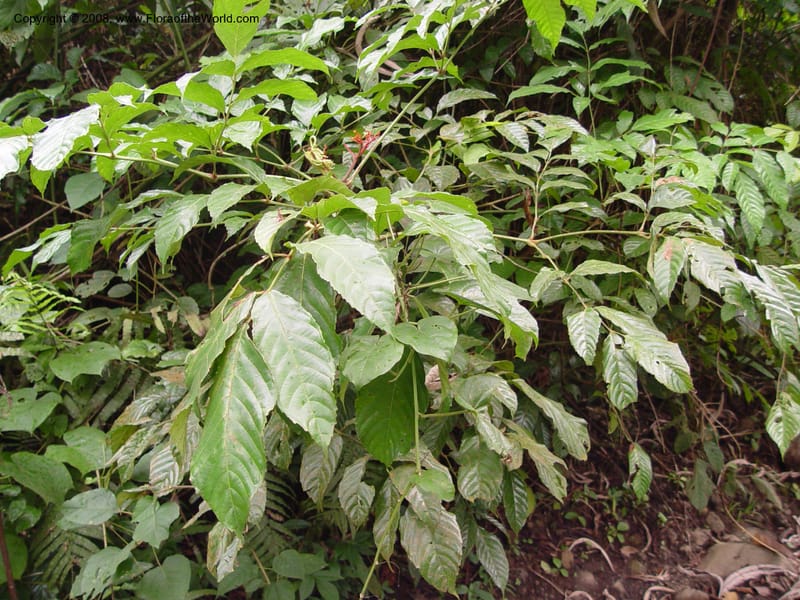 Leea guineensis--Cameroon. Mt. Cameroon. 6 Dec 03. 091.jpg
