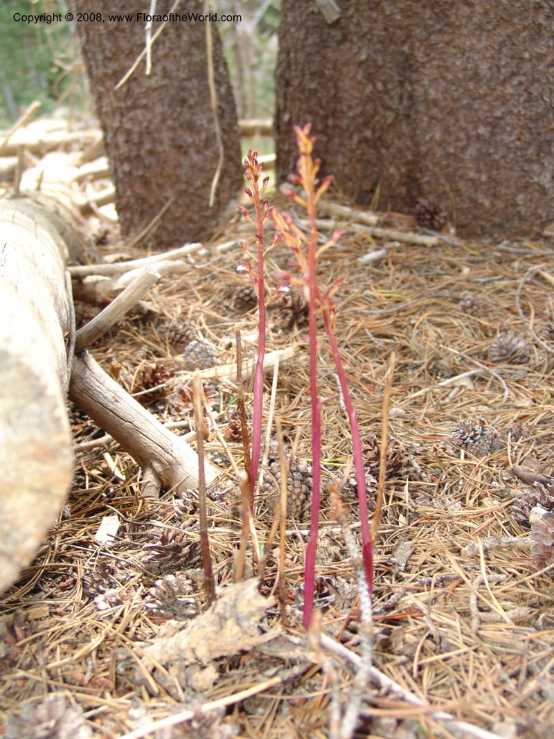 Corallorhiza maculata--CA. Mariposa Co. Yosemite Nat. Pk. Glacier Pt Rd.  27 Jun 06. 052.jpg