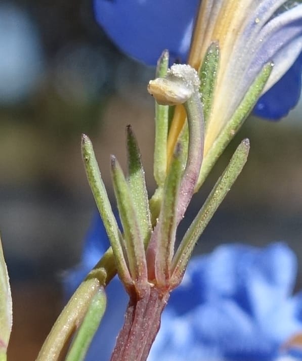 Lechenaultia biloba, not collected--Australia. W.A. Flora Rd. 22 Oct 2016. DSC03739 (68).JPG