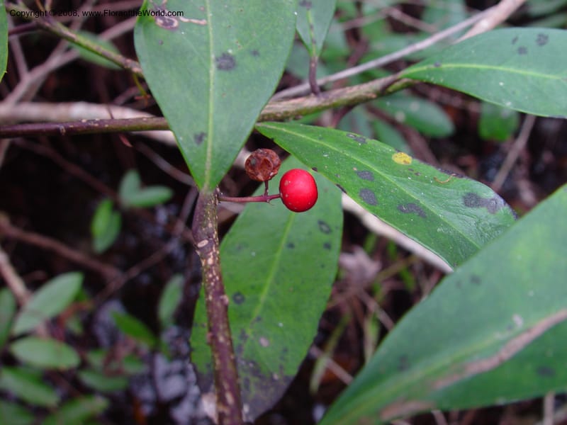 Ilex cassine--FL. Collier Co. St. Hwy 41, Fakahatchee St. Preserve. 13 Jan 03. 038.jpg