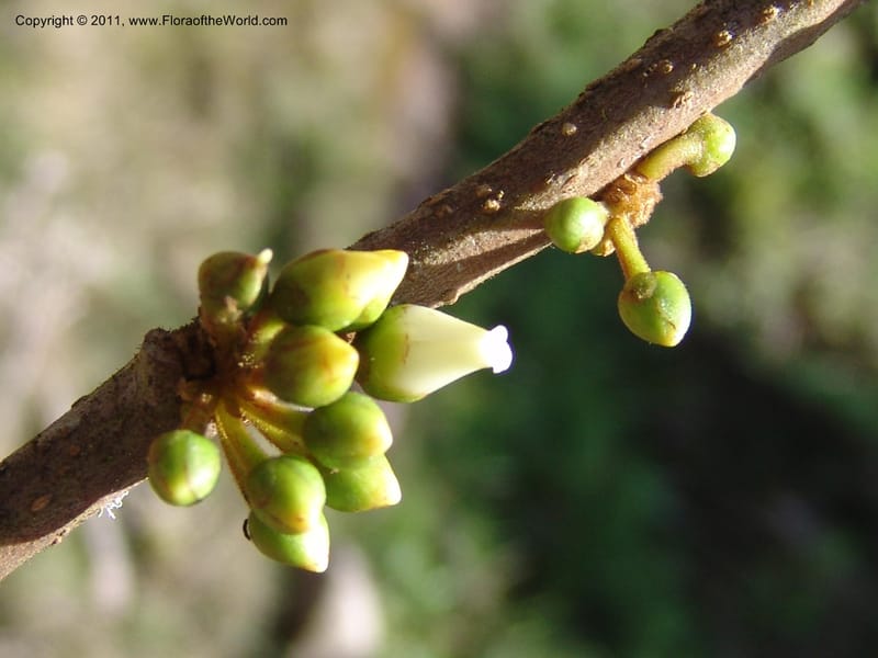 Freziera, Vasquez31502--Peru. Prov. Oxapampa. Suiza Nueva,  near Oxapampa. 13 Oct 06. 166.jpg