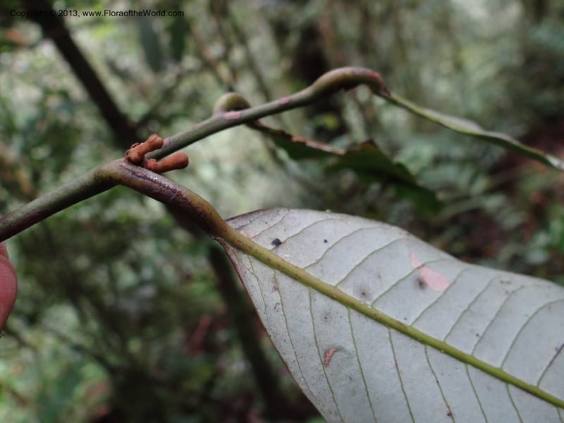 Knema, SAN.153211--Malaysia, Sabah. Mt. Kinabalu. 5 Apr 2012. DSC06767 (162).JPG