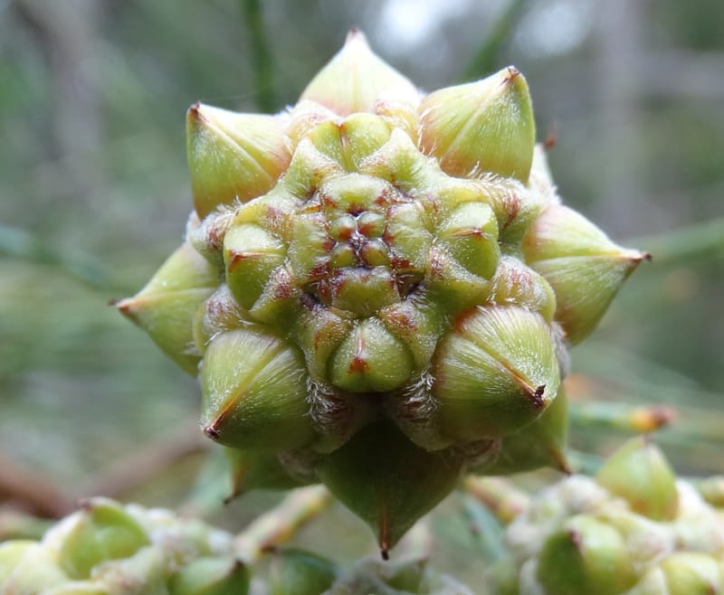 Gymnostoma, Lowry, P 7376--New Caledonia. Mont Dzumac. 12 Nov 2015. DSC01563 (566).JPG