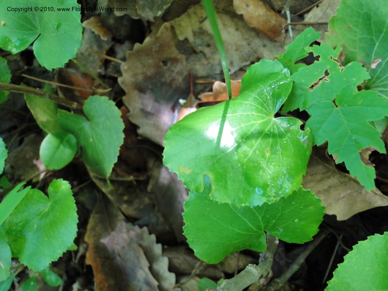 Galax aphylla, Not collected, USA, North Carolina, Stokes County, Hanging Rock State Park, 26 May 2010 (2).JPG