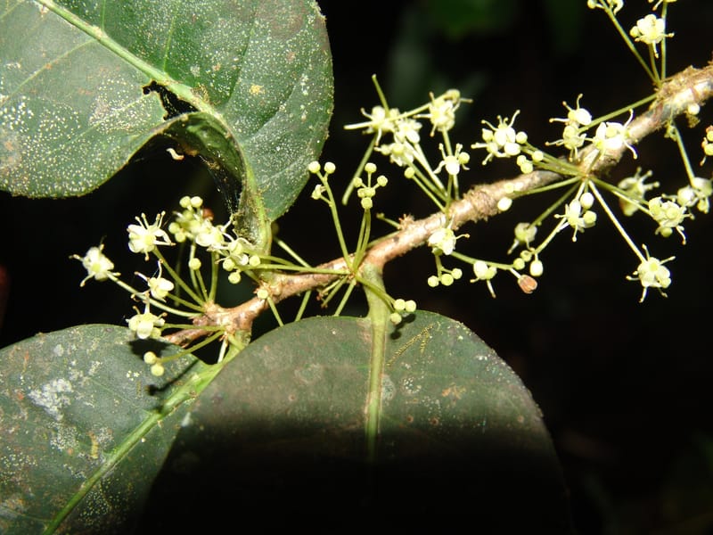 Ilex maxima, Neill 15795--Ecuador. Z.C. Margin of Rio Nangaritza. 17 Sep 07. 206 (9).jpg