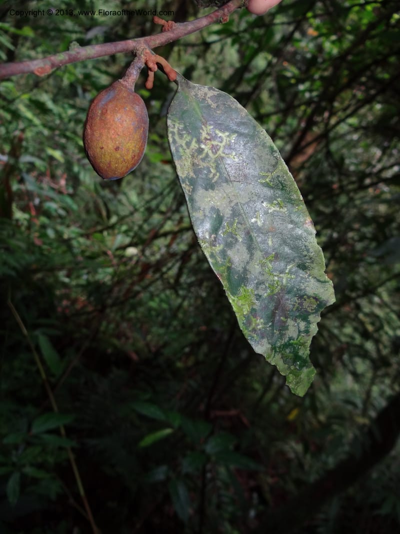 Knema, SAN.153211--Malaysia, Sabah. Mt. Kinabalu. 5 Apr 2012. DSC06767 (154).JPG