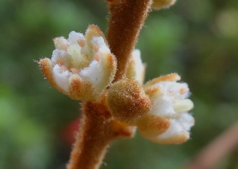 Storthocalyx sordidus, Callmander, M 1230--New Caledonia. Haute Robinson. 11 Nov. 2015. DSC00909 (69).JPG
