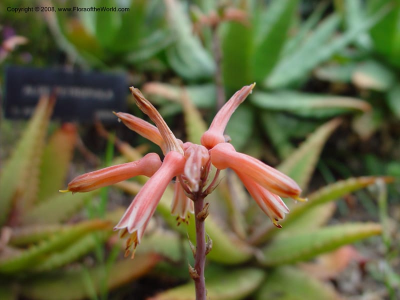 Aloe petrophila, 18825--CA. Huntington Bot. Gard. 14 Feb 03. 069.jpg