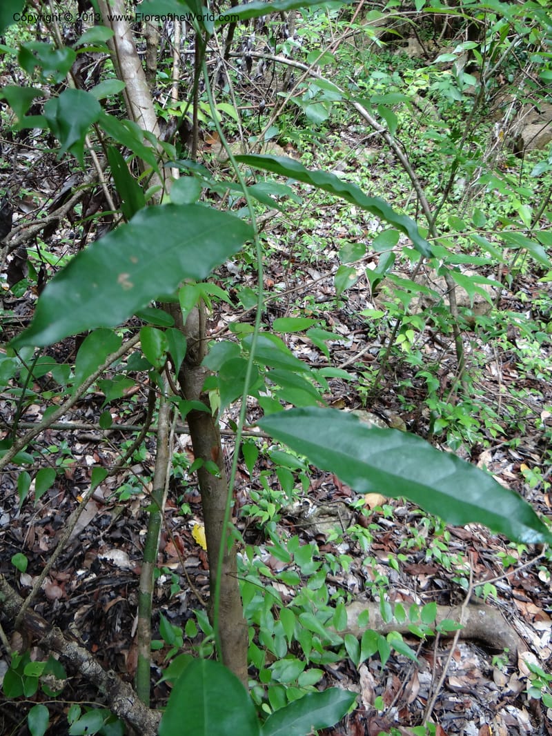 Tiliacora, VC 5586--Thailand. Prachuap Khiri Khan Prov. Ma Rong Cave. 13 Nov 2012. DSC08906 (38).JPG