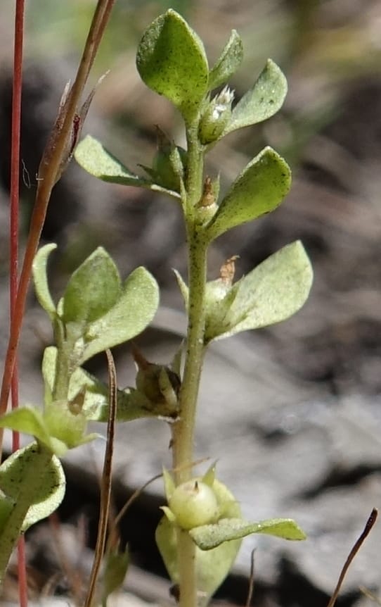 Lysimachia minima, Davidson, C 13325--Australia. Qld. Jacob's Well. 16 Oct 2016. DSC02498 (6).JPG