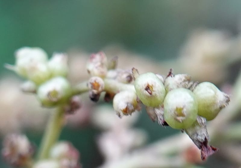 Wendlandia ligustrina, D. Boufford 44129--China. Yunnan. Meizi Lake Park. 3 May 2018. DSC01424 (223).JPG