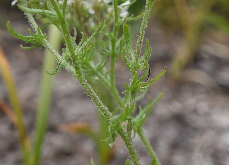 Eremosyne pectinata, Davidson, C 13494--Australia. W. A. Two People's Bay Nat. Res. 29 Oct 2016. DSC06475 (4).JPG