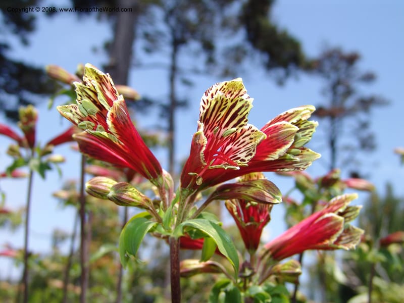 Alstroemeria psittacina--CA. Mendocino Co. Mendocino Coast Bot. Garden. 25 Jun 06. 059.jpg