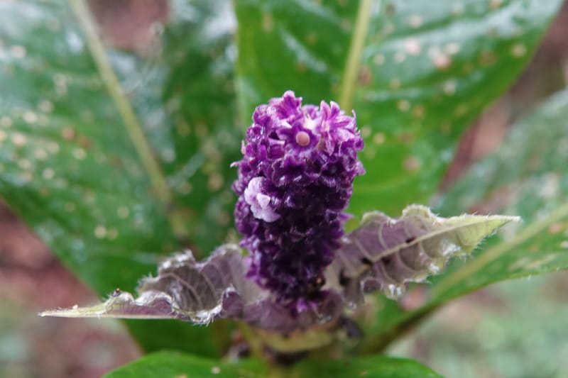 Trichostachys longifolia, C. Davidson 14076--Gabon. Raponda-Wallker. 28 Oct 2019. DSC02420 (95).JPG