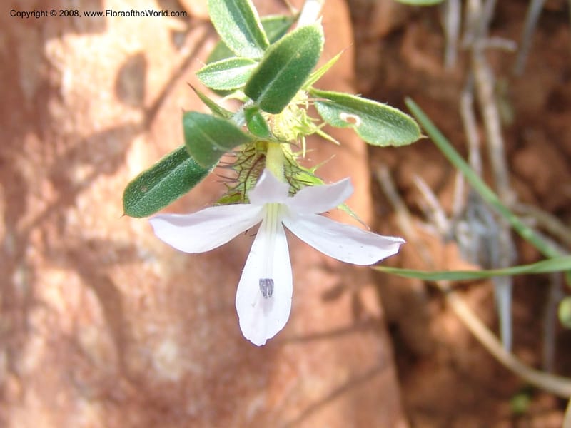 Ruellia--So.Africa. Mpumal. twd Rietfontein. 16 Mch 05. 446.jpg