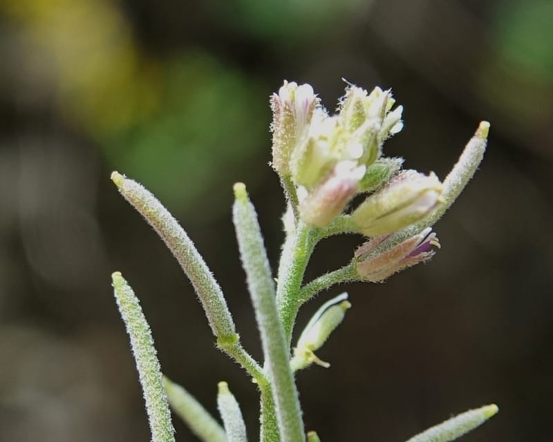 Arabis pycnocarpa var. pycnocarpa, D. Boufford 44001--China. Sichuan. Yibailingba-gou. 12 Aug 2017. DSC04660 (141).JPG