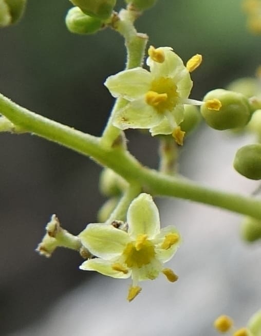 Schinus areira, Fortunato 13200--Argentina. Hwy 150 S of San Augustin. 9 Feb 2018. DSC09845 (59).JPG