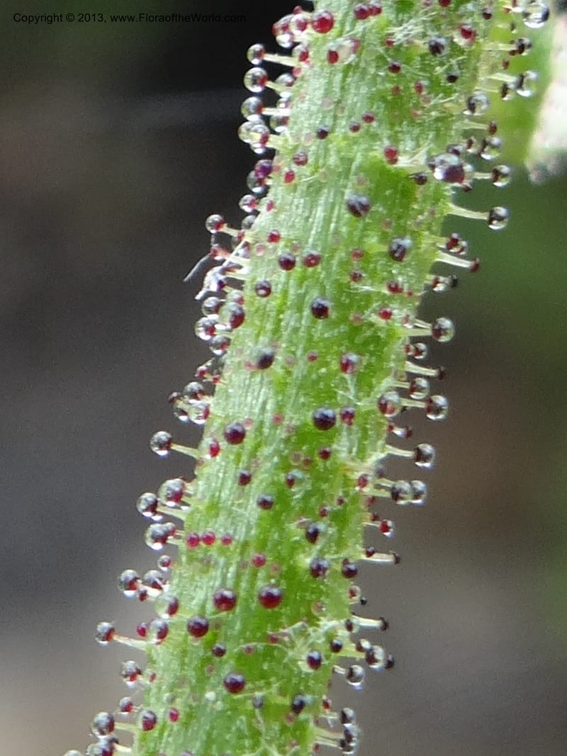Drosophyllum lusitanicum, Davidson, C 12167--Spain. Andalucia. Parque Natural Alcornocales. 28 May 2013. DSC05381 (39).JPG
