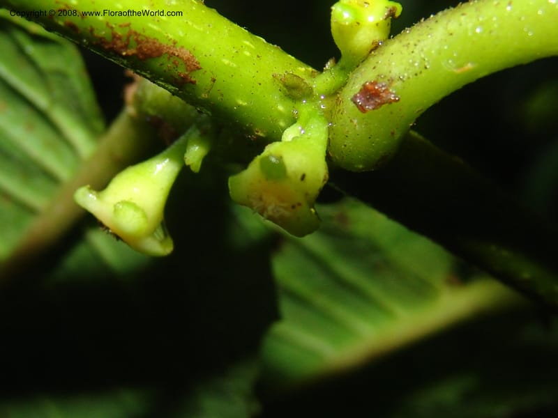 Siparuna subinodora, AAraujoM1193--Bolivia. Pq. Nac. Madidi. Rio Tuichi, Rudidi Cr. 28 Nov 04. 262.jpg