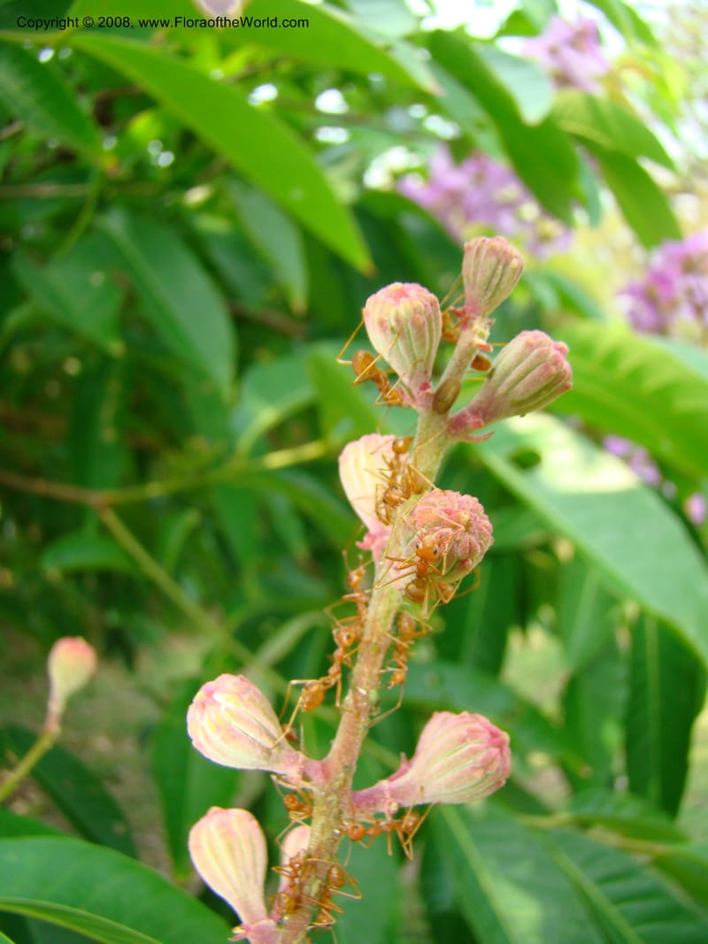 Lagerstroemia--Thailand. Queen Sirikit Arboretum, ca Khon Kaen. 11 Mch 08. 134.jpg