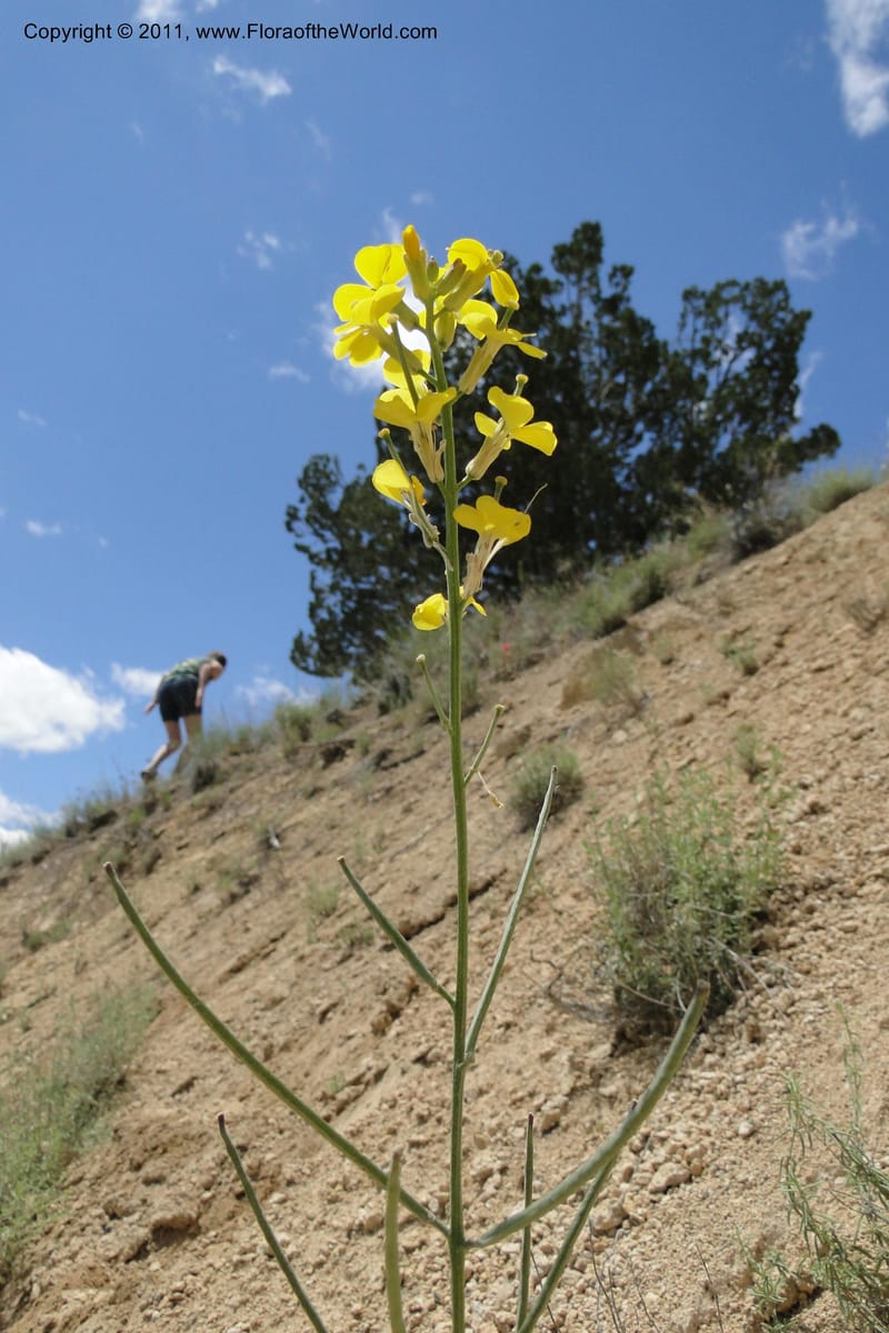 Erysimum capitatum, C. Davidson 11851--Oregon. Malheur Co. Leslie Gulch. 30 June 2011. 161 (3).jpg