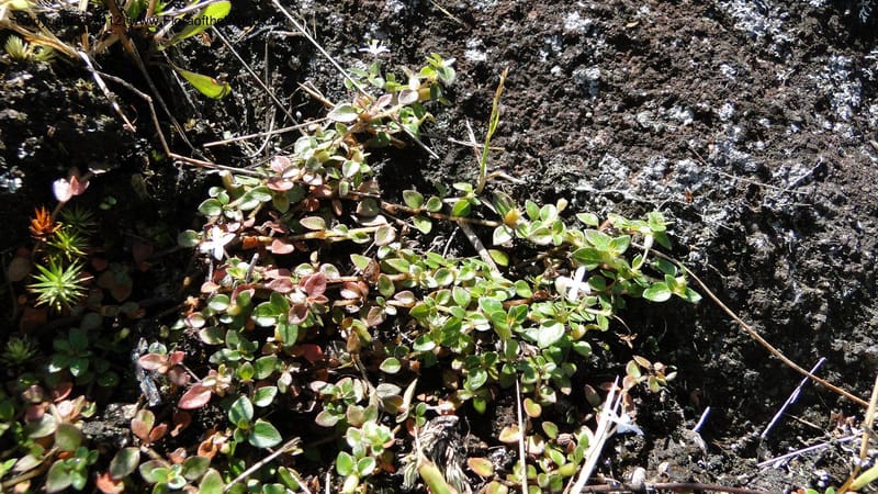 Otiophora pauciflora, N. Manjato 164--Madagascar. E of Ambositra toward Antoetra. 2 May 2010 070 (14).jpg