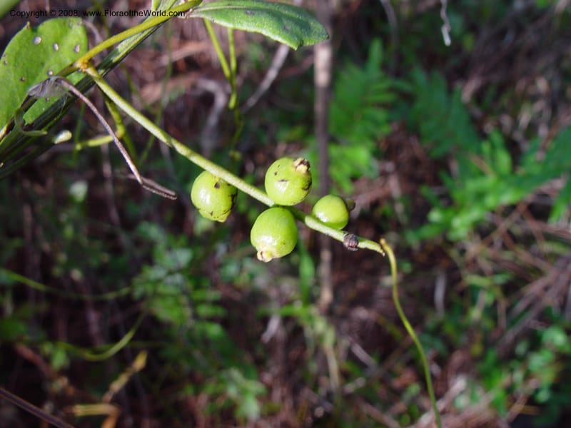 Cassytha filiformis--FL. Collier Co. Corkscrew Swamp Sanctuary. 12 Jan 03. 111.jpg