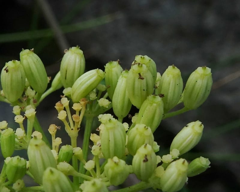 Ligusticum scoticum subsp. hultenii, Boufford 43939--Japan. Hokkaido. Konpira Cape. 5 Aug 2016. DSC01214 (21).JPG