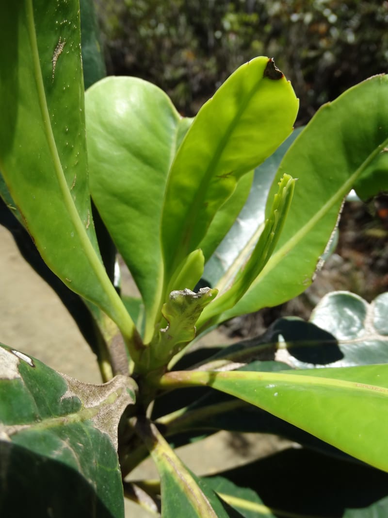 Strasburgeria robusta, Lowry, P 7371--New Caledonia. Mont Dzumac. 12 Nov 2015. DSC01563 (166).JPG