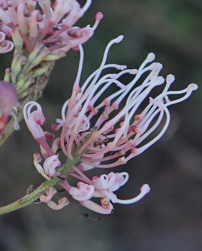 Grevillea endlicheriana, Davidson, C 13385--Australia. W.A. Hay Flat Rd. 22 Oct 2016. DSC03956 (15).JPG