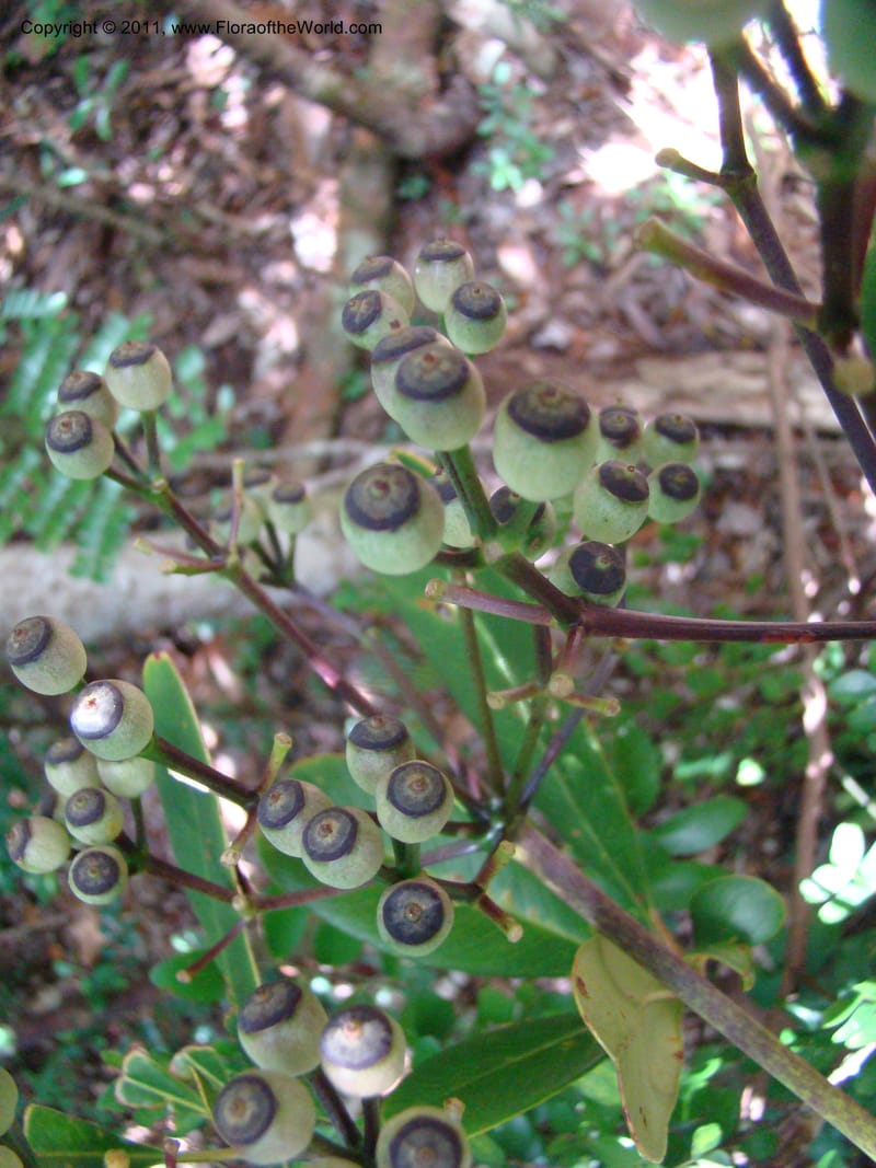 Plerandra baillonii,  Lowry, P. P 6889--New Caledonia, Prov N, Col d'Amoss,  14 Nov 2007, DSC06665 (3).jpg