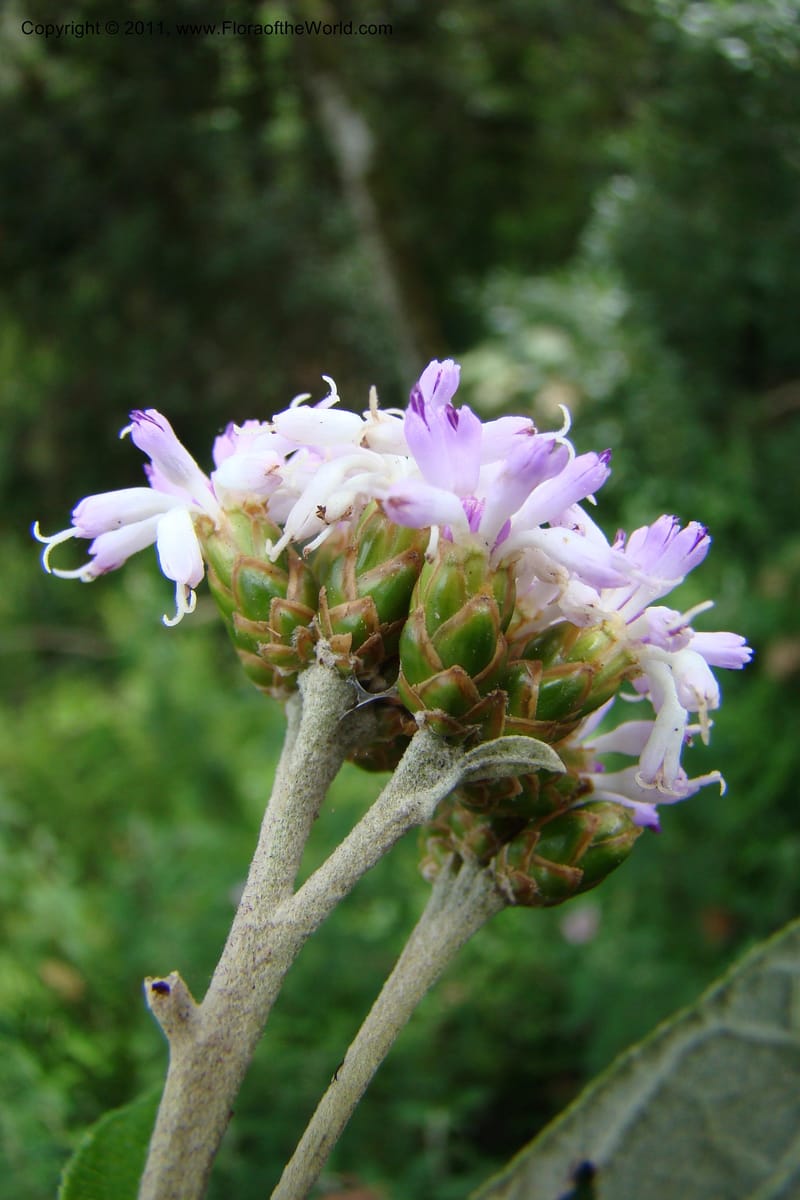Vernonia, Phillipson 6129--Madagascar. Prov. Fianarantsoa. Hwy to Tana. 15 Jan 09. 044 (1).jpg