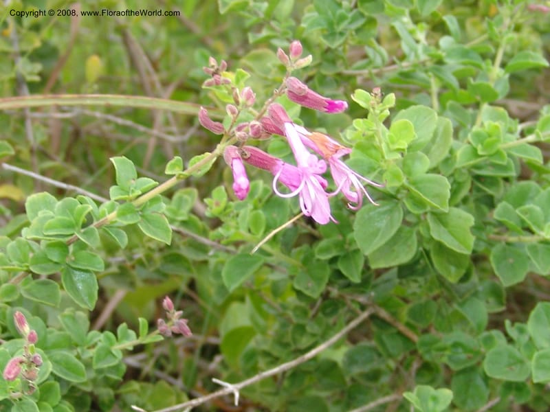 Syncolostemon rotundifolius--So.Africa. E. Cape. Umtamvuna Nat. Res. 11 Mch 05. 062.jpg