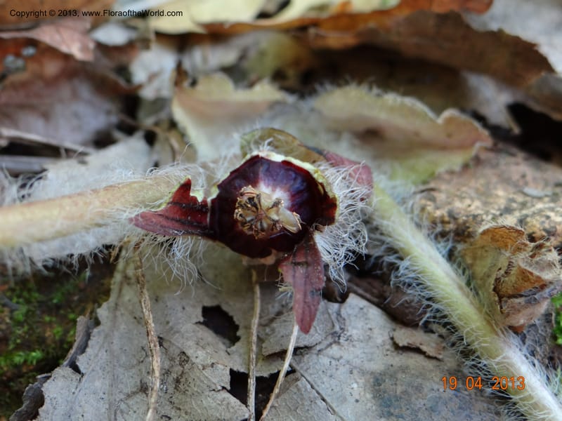 Asarum sp. unk. , Davidson, C 12133--USA, California, Nevada Co. 19 Apr 2013  0164 (6).JPG
