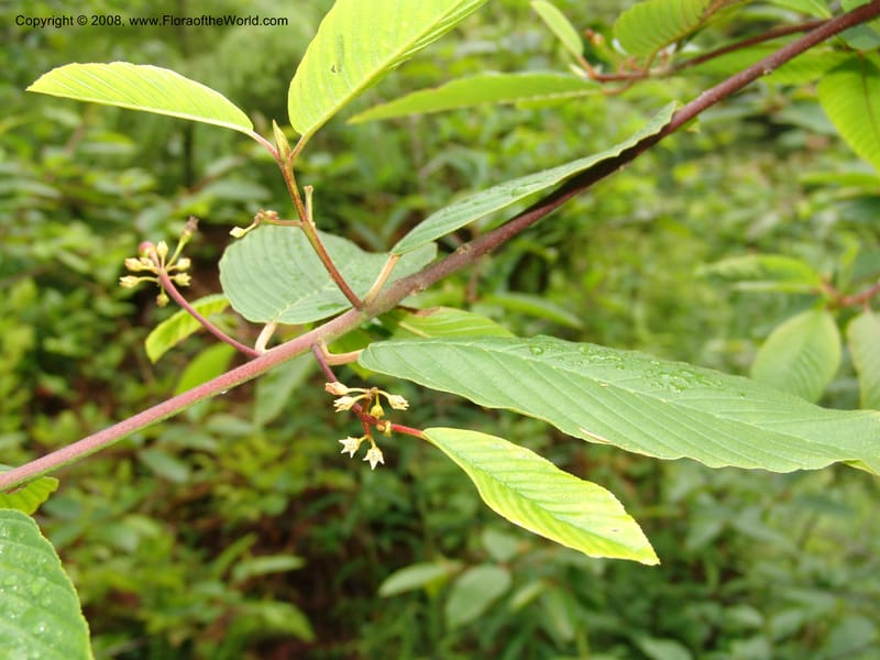 Rhamnus purshianus--WA. Grays Harbor Co. Quinault Rain For, Lake Quinault. 15 Jun 06 193.jpg