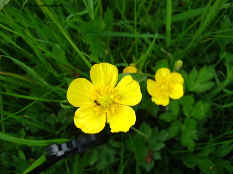 Ranunculus, C. Davidson 11201--Slovenia, Notranjska Region, Meadow near Planina and Unica River, 16 May 2008. 049 (10).jpg