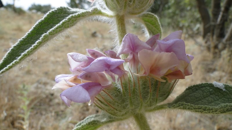 Phlomis rigida, A. G. Miller 118.A20--Iraq. Kurdistan. Shakh-i Pira Magun. 9 June 2010. 014 (8).jpg
