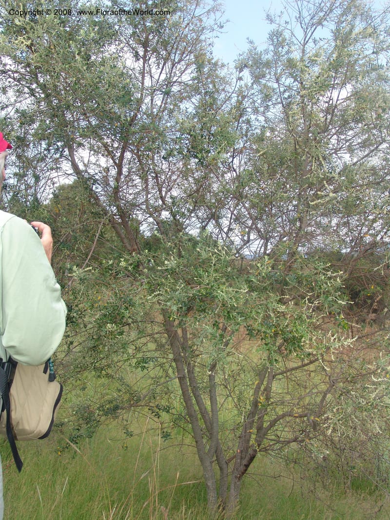 Phylica paniculata--So.Africa. Mpumal. Buffelskloof Private Nat. Res. 17 Mch 05. 045.jpg