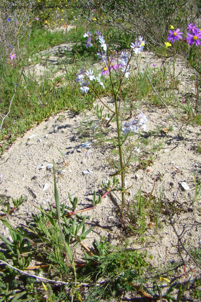 Nemesia bicornis, C. Davidson 11505--South Africa. Western Cape. R27, 5 km N of Velddrif. 24 Aug 09. 046 (2).jpg