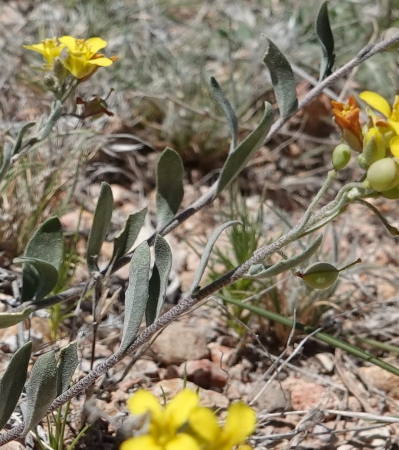 Lesquerella gordonii, C. Davidson 13997--AZ. Cochise Co. Geronimo Trail Rd. 10 Apr 2019. DSC07357 (67).JPG