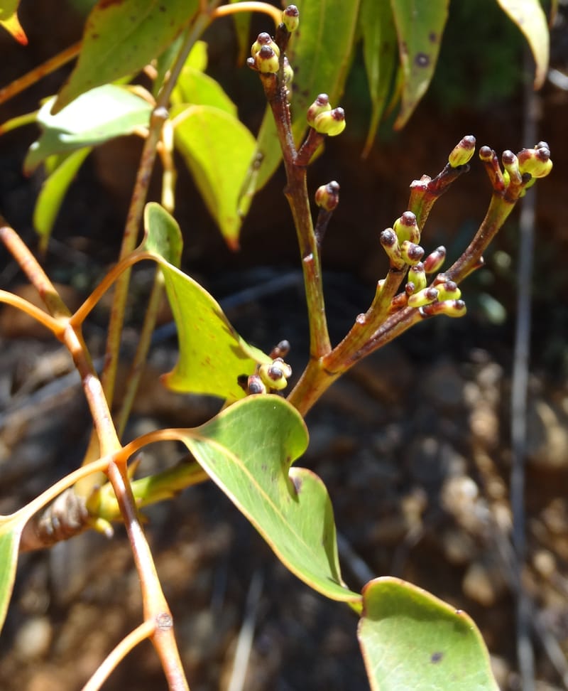 Polyscias, Lowry, P 7417--New Caledonia. PinPin. 20 Nov 2015. DSC03938 (175).JPG