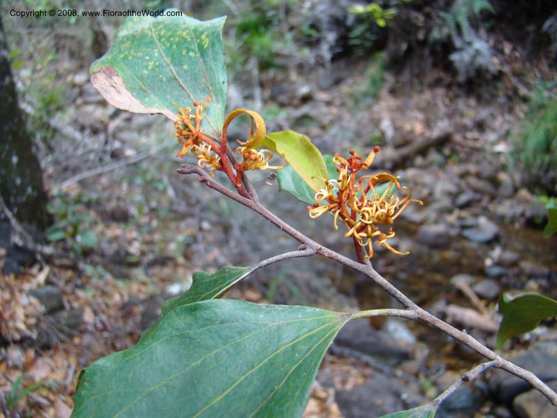 Stenocarpus, JMunzinger4682--N.Caled. RT 1, Avangui For., Hervrouet Cr. 12 Nov 07. 038.jpg
