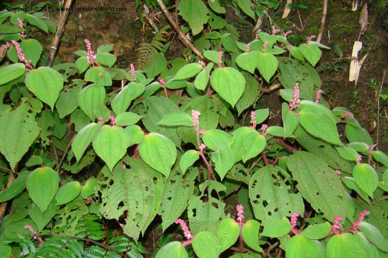 Allomorphia inaequifolia, Regalado 1746--Viet Nam. Thua Thien Hue Prov. Phu Loc Distr. Bach Ma. 13 Apr 09. 563.jpg