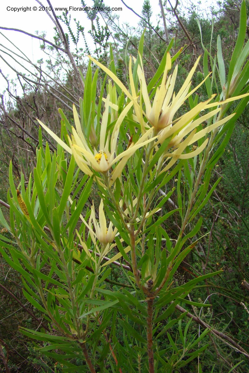 Leucadendron eucalyptifolium, C. Davidson 11491--South Africa. Marloth Nat. Res. Langeberg Mts. 22 Aug 09. 224 (2).jpg