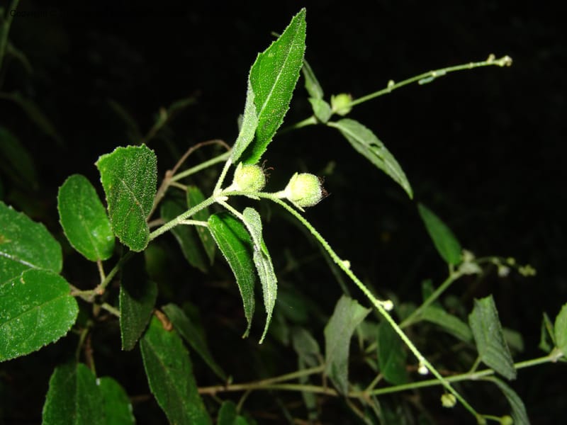 Croton--So.Africa. E. Cape. Umtiza Nature Res.. 7 Mch 05. 083.jpg