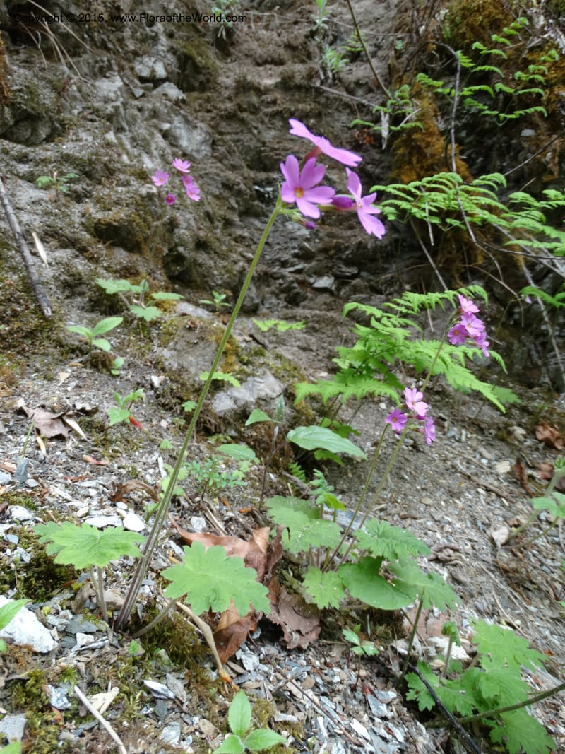 Primula polyneura, Boufford, D 43609--China. Sichuan. ShaShiDuo. 8 May 2014. DSC04232 (97).JPG