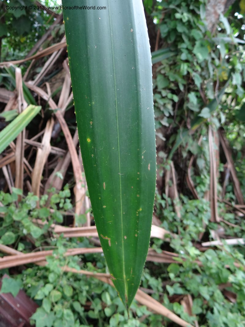 Pandanus unicornutus, Callmander, M 1049--Thailand. Chumphon Prov. Tambon Mab Amarit. 13 Nov 2012. DSC09009 (22).JPG