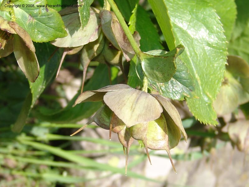 Helleborus caucasicus--Georgia. Bakuriani Botanical Garden. 7 Jun 05. 111.jpg