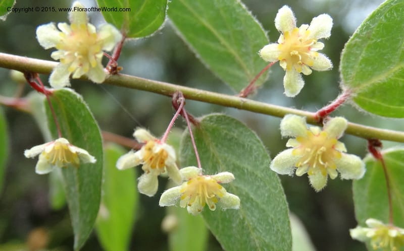 Leptopus chinensis, Boufford, D 43708--China. Sichuan. LongDongZhen on Rd. to LeiYuan Shan. 13 May 2014. DSC05860 (29).JPG