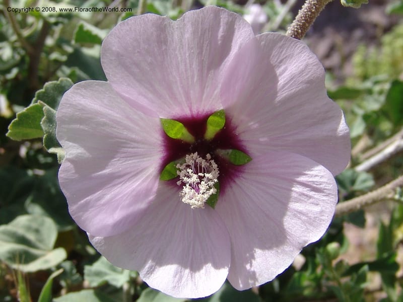 Lavatera maritima--Spain. Prov. Almeria. Cabo de Gata. Old lighthouse. 23 Apr 05. 056.jpg